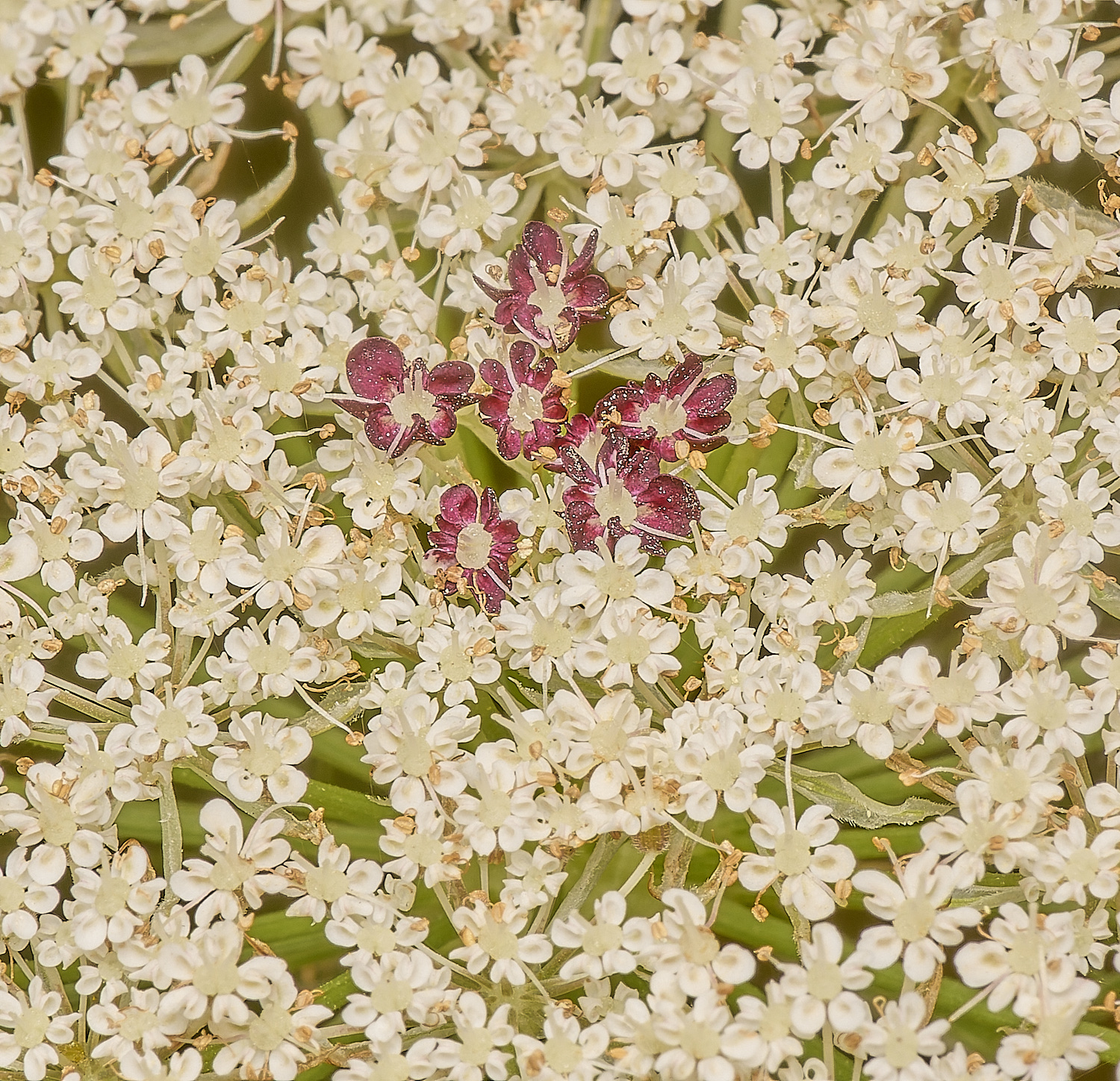 CranwichHeathWildCarrot140824-1