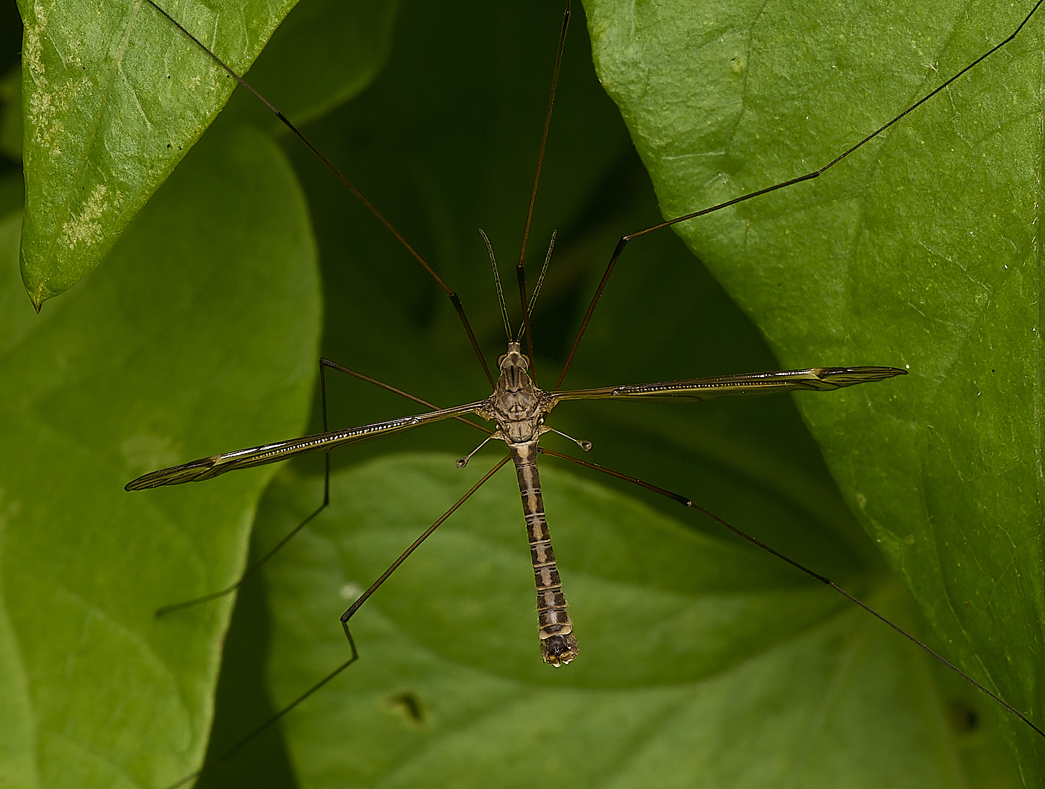 DarshamCraneFly240724-1 2