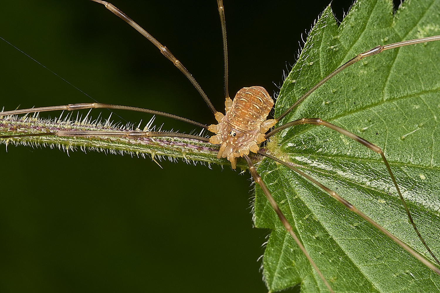 DarshamHarvestmen240724-1