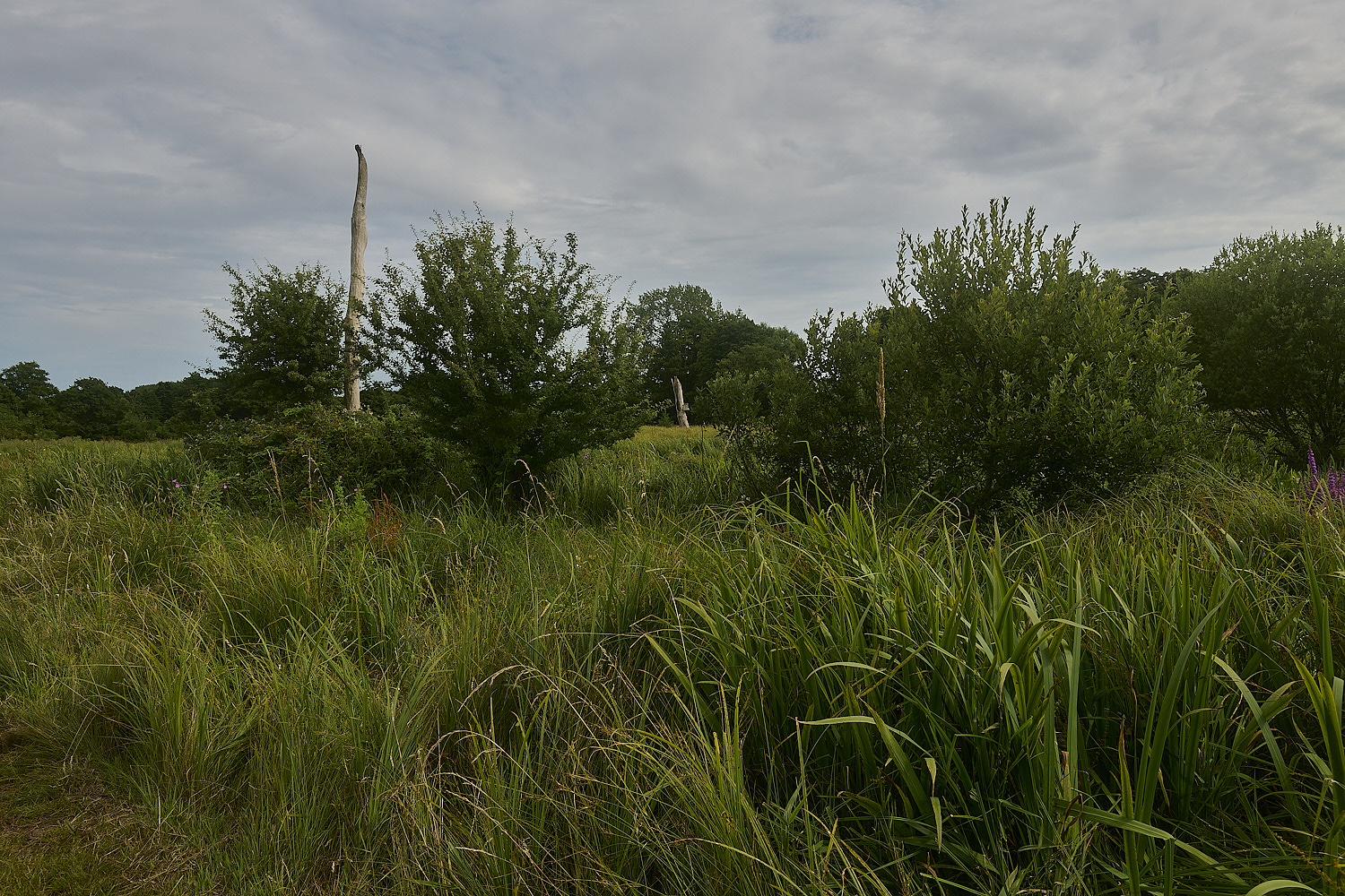 DarshamMarshes240724-4