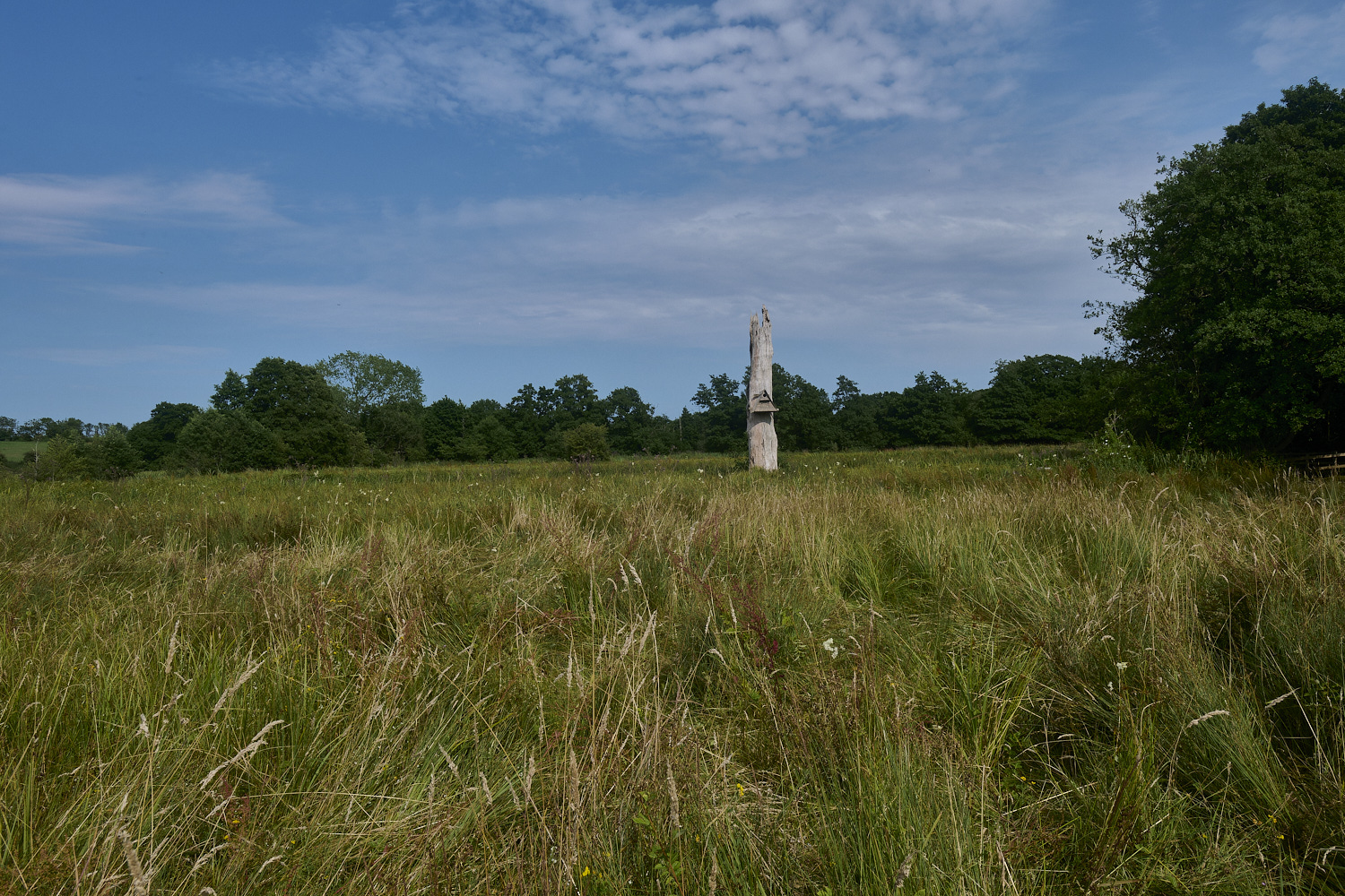 DarshamMarshes240724-5