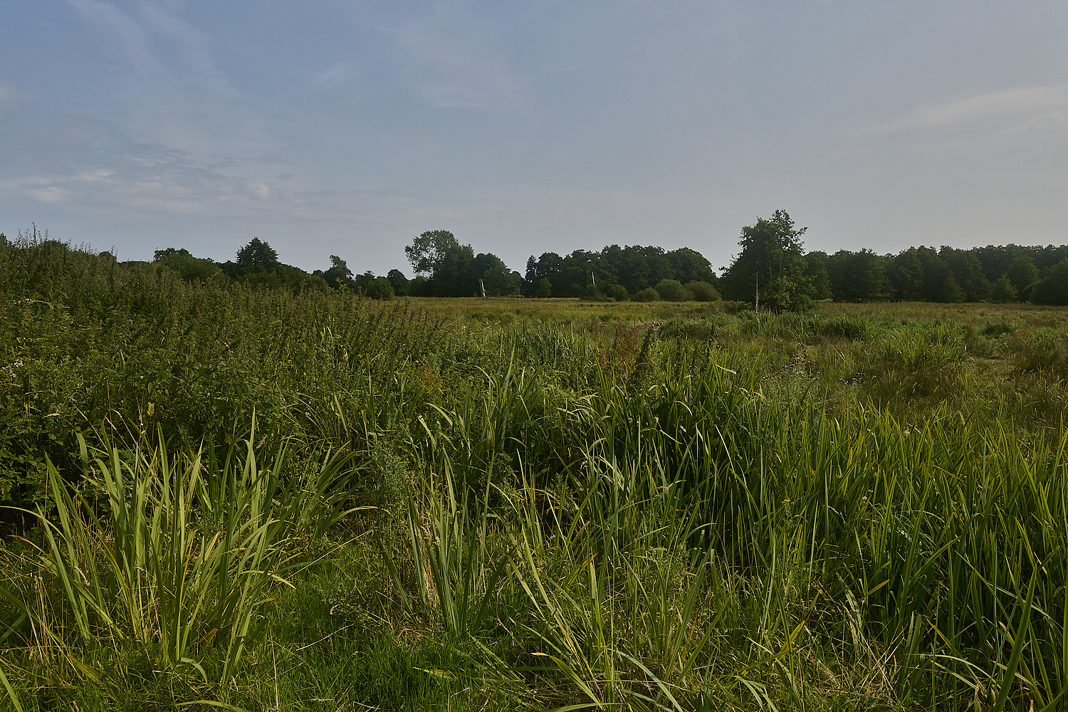 DarshamMarshes240724-7