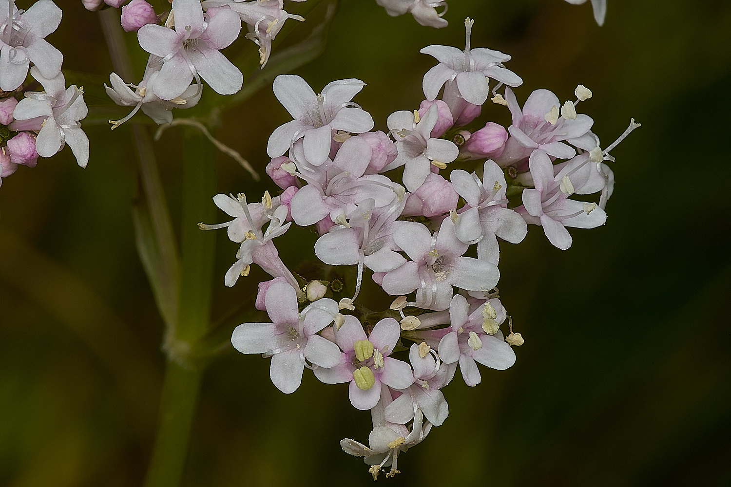 DarshamMarshValerian240724-1