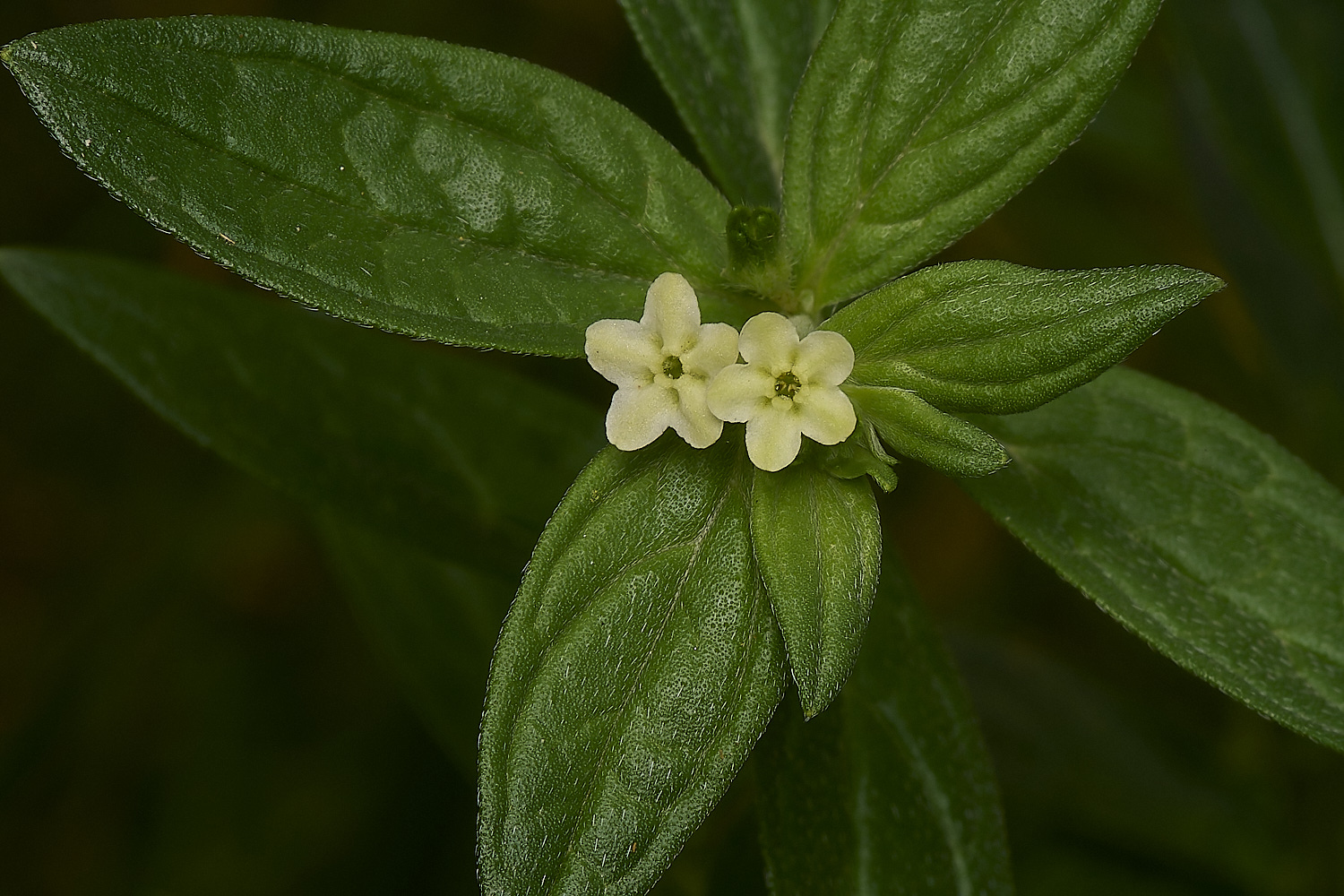 EastHarlingCommonGromwell150824-1