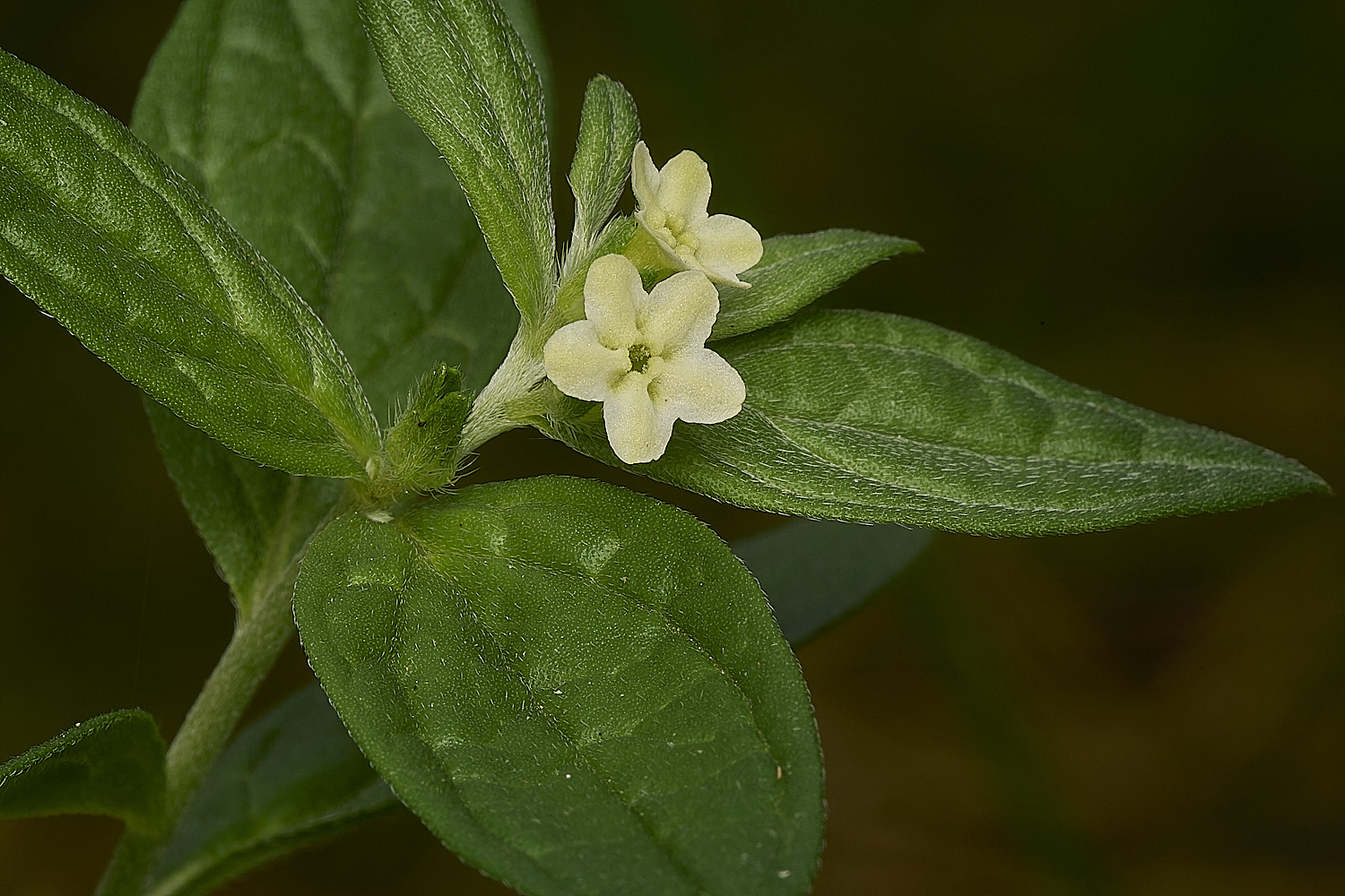 EastHarlingCommonGromwell150824-3