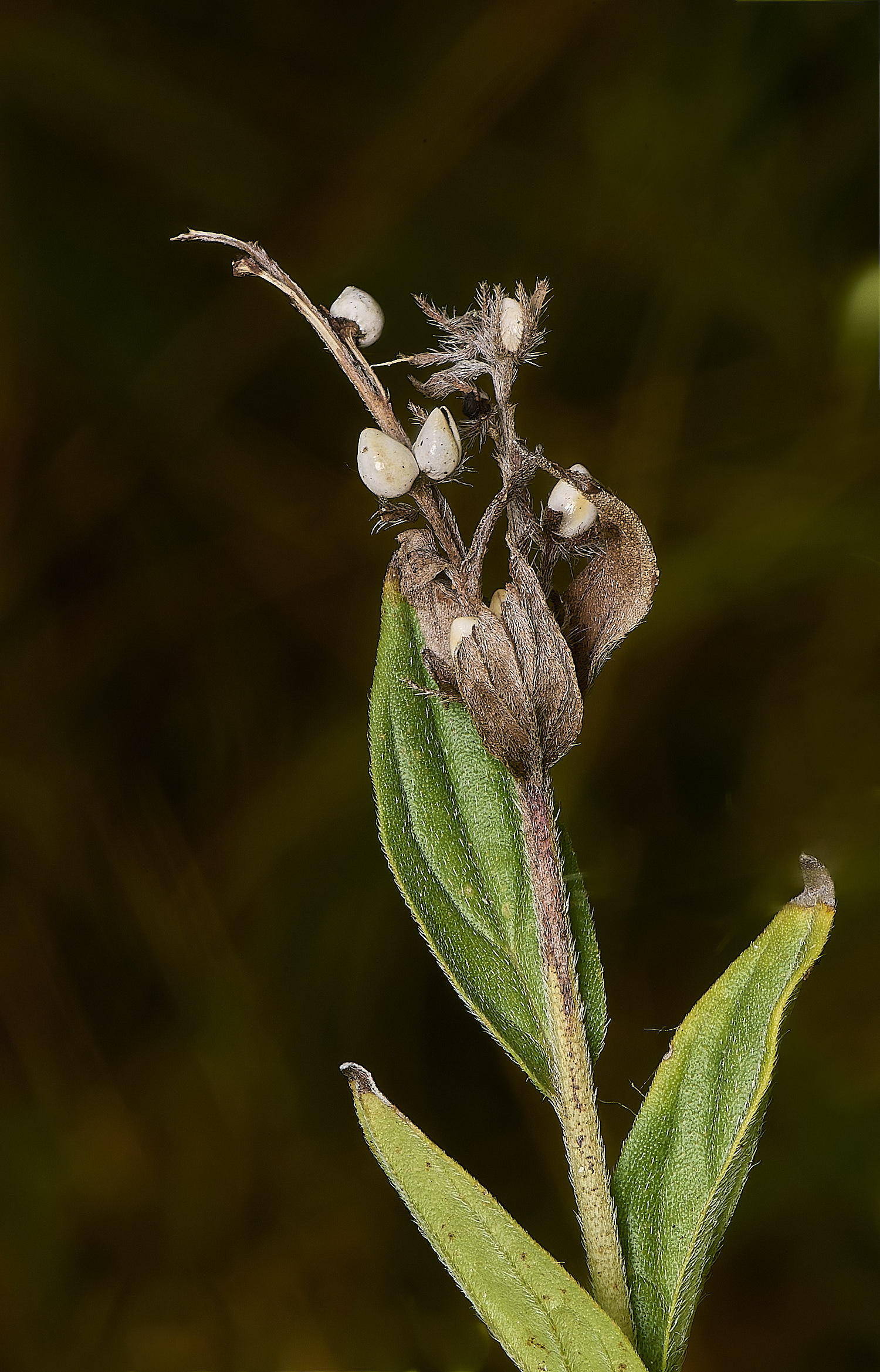 EastHarlingCommonGromwell150824-8