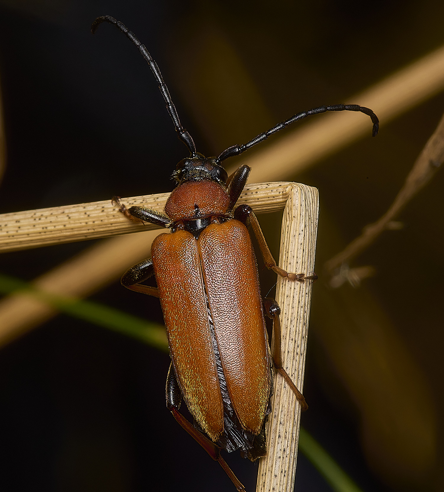 EastHarlingLonghorn150824-1