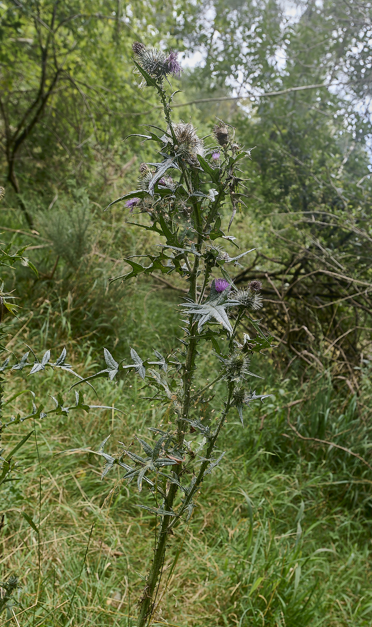 EastHarlingThistle150824-1