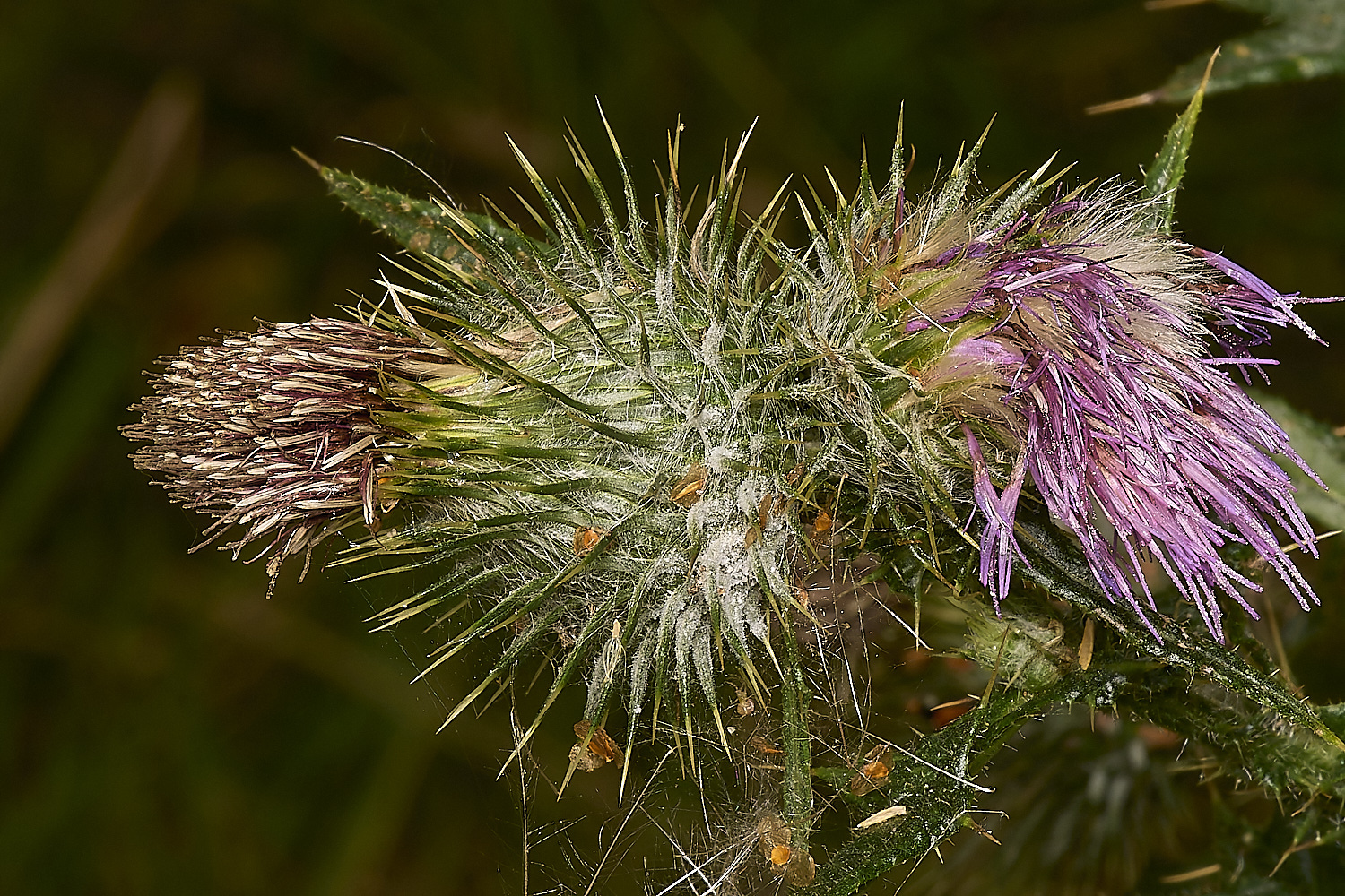 EastHarlingThistle150824-2