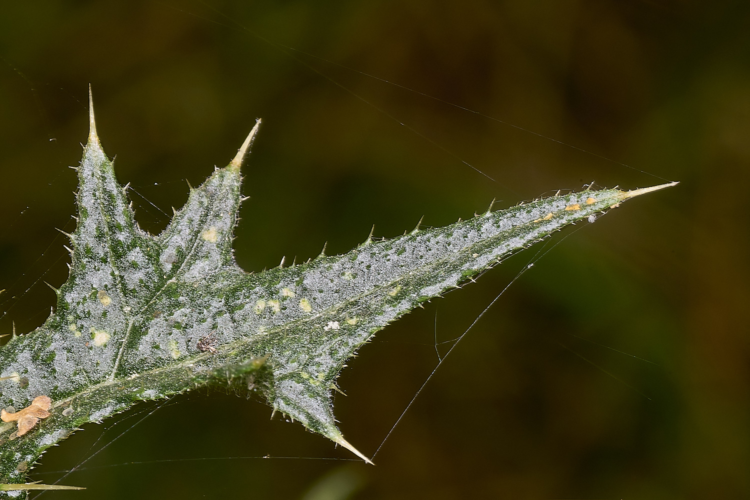 EastHarlingThistle150824-6