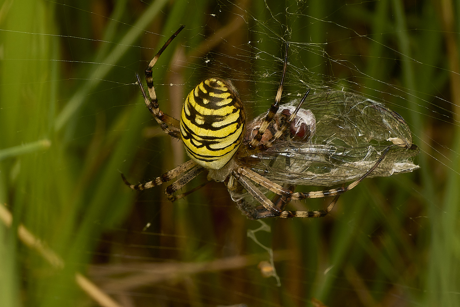 EastHarlingWaspSpider150824-1