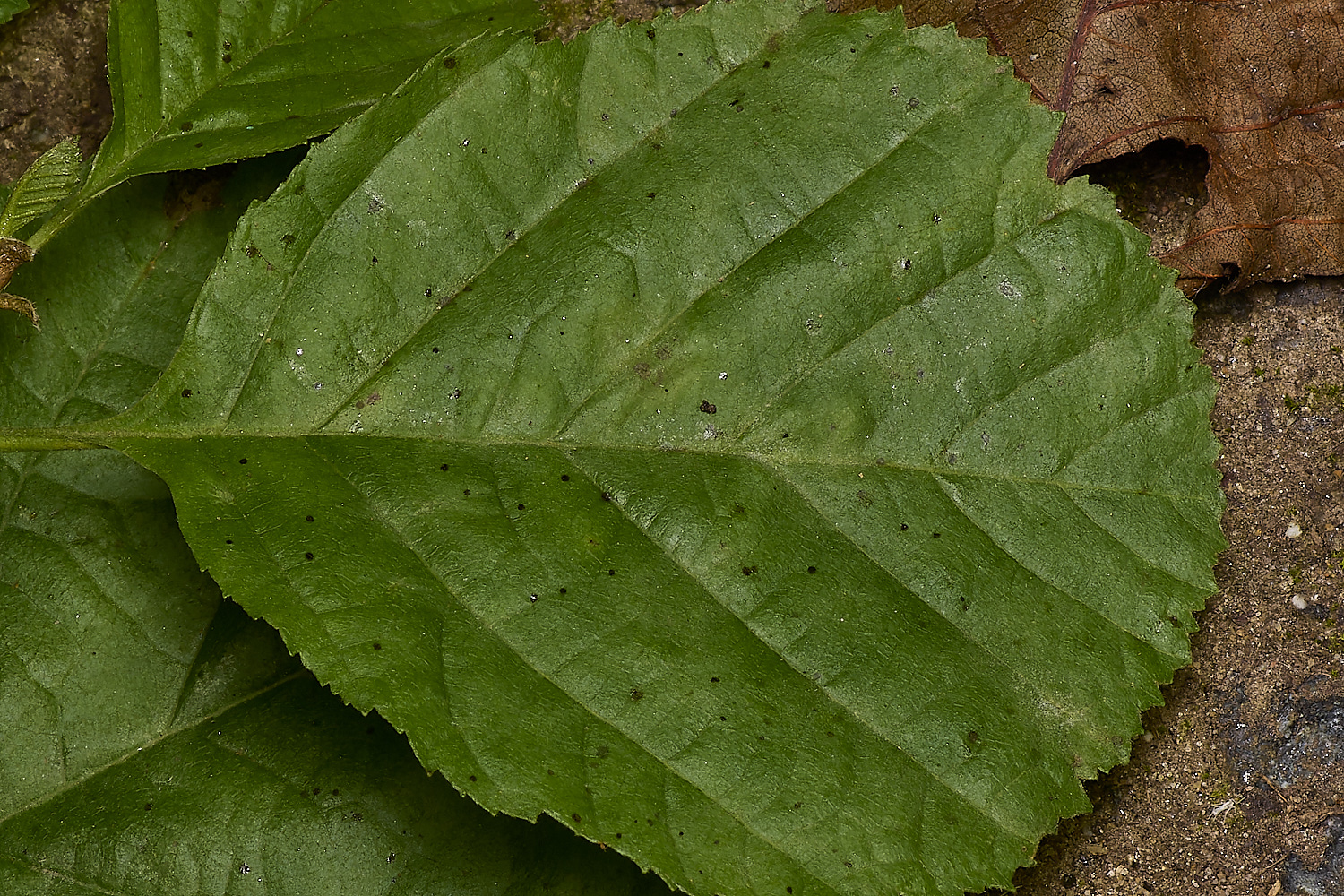 FoxleyWoodAlderMildew280722