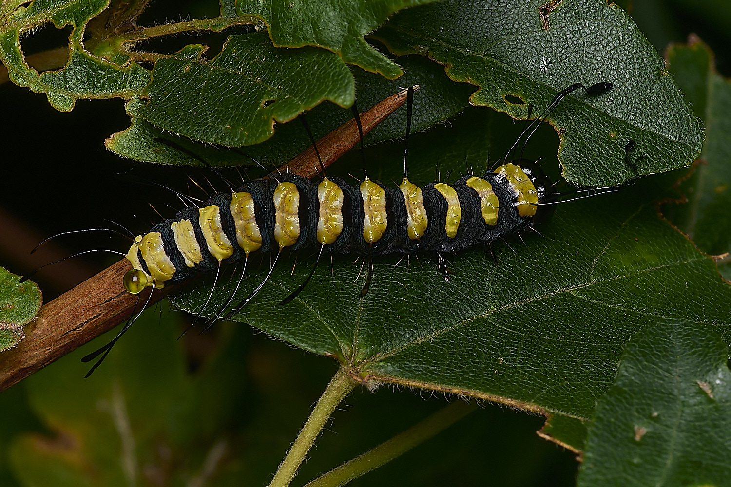 FoxleyWoodAlderMoth280724-1