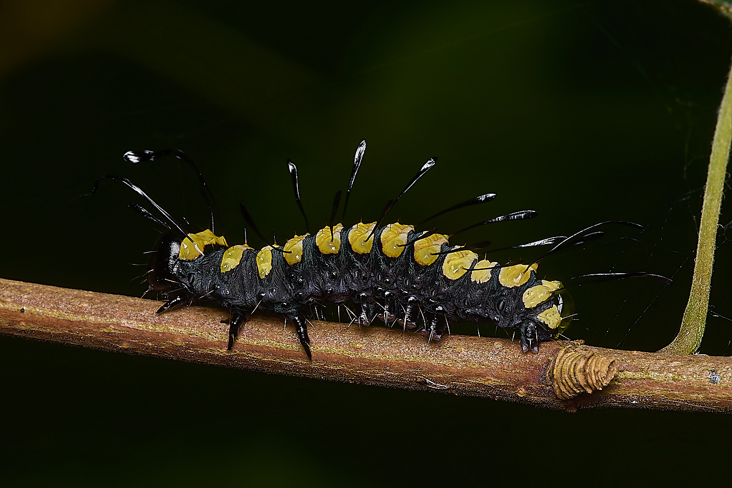 FoxleyWoodAlderMoth280724-2