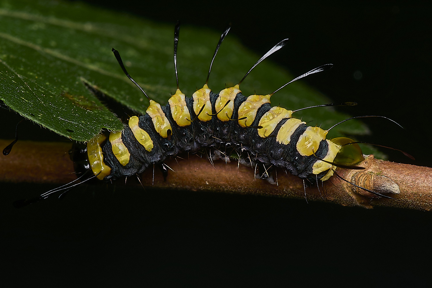 FoxleyWoodAlderMoth280724-3