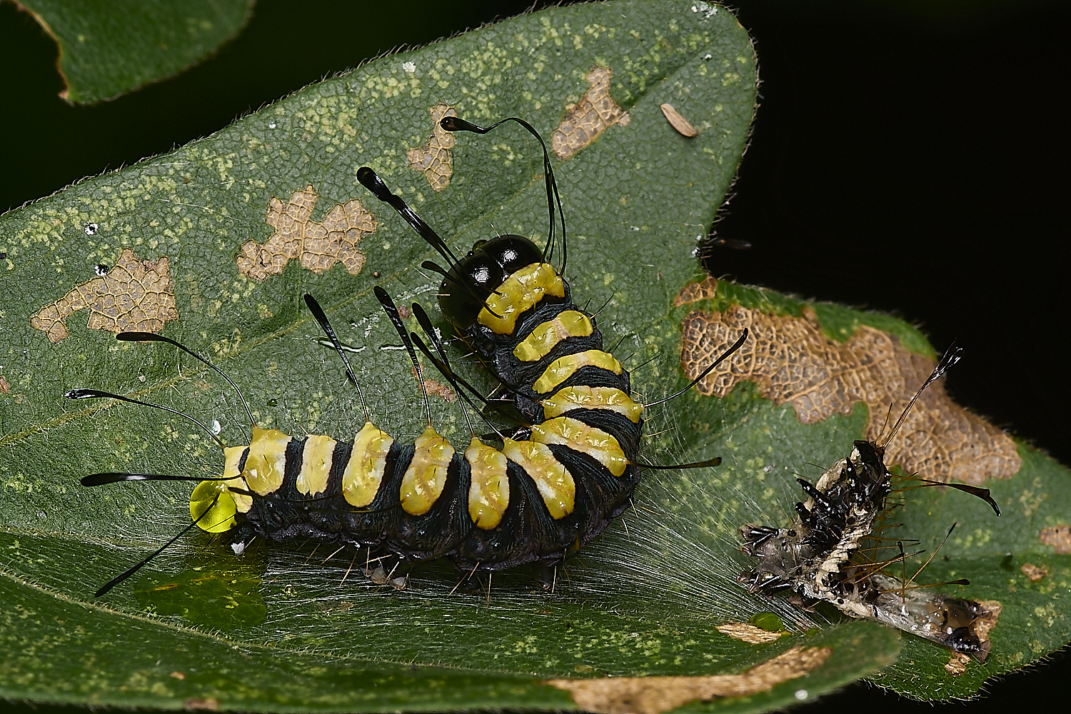 FoxleyWoodAlderMoth280724-5