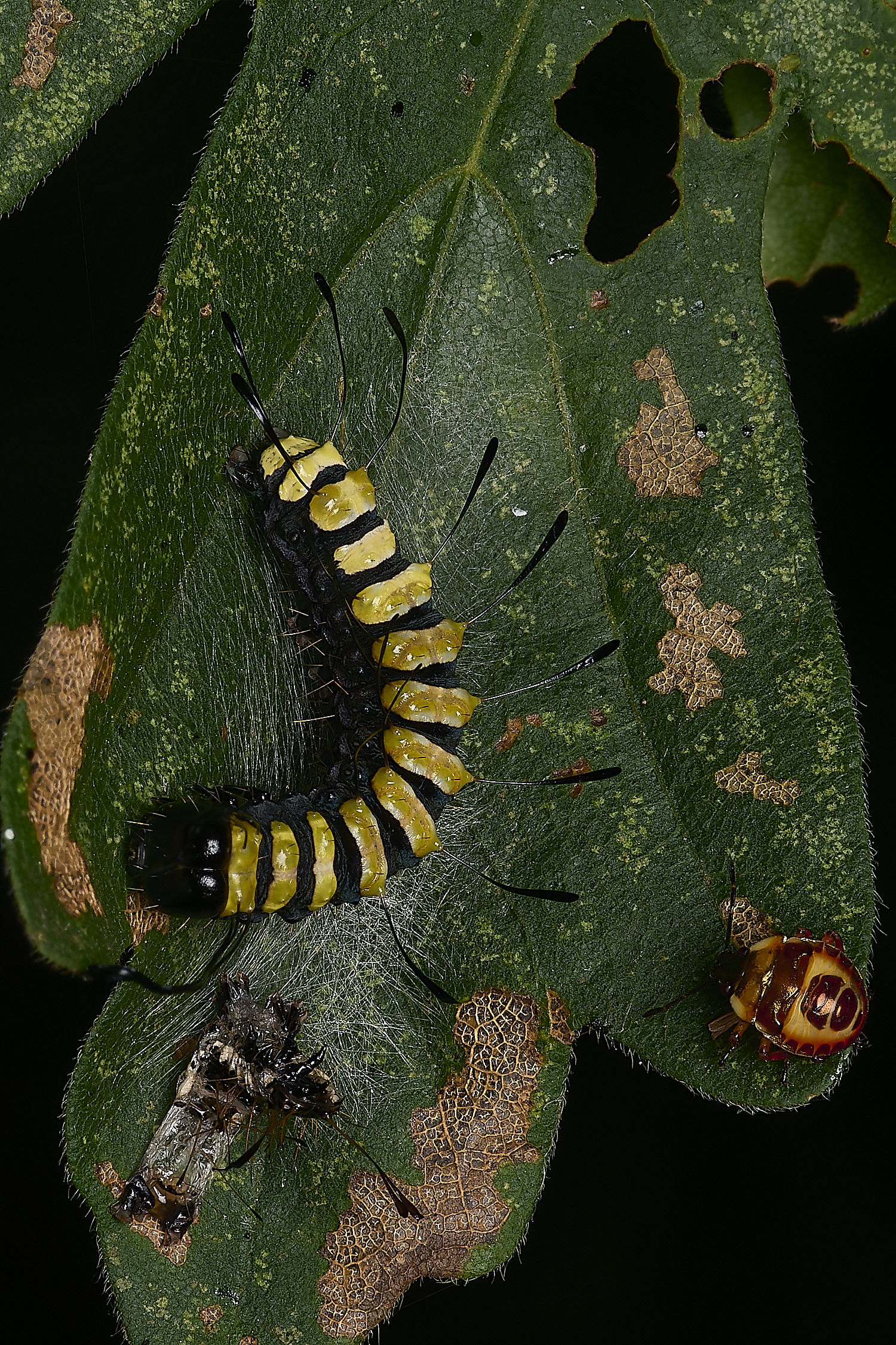 FoxleyWoodAlderMoth280724-6