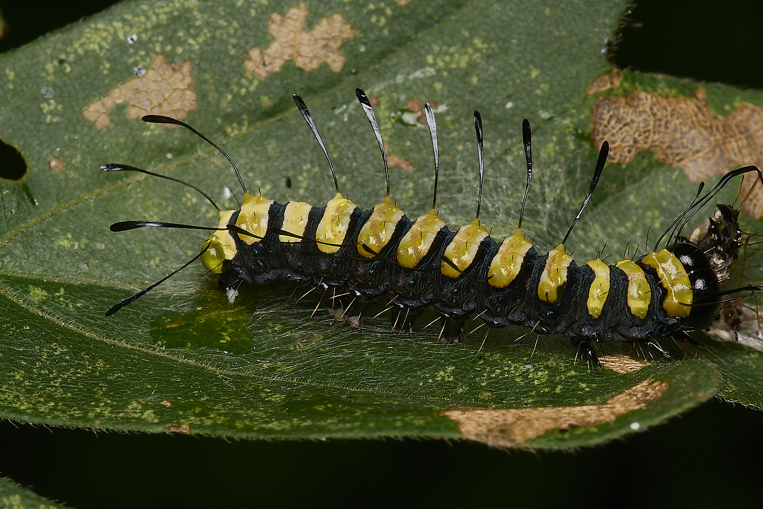 FoxleyWoodAlderMoth280724-9