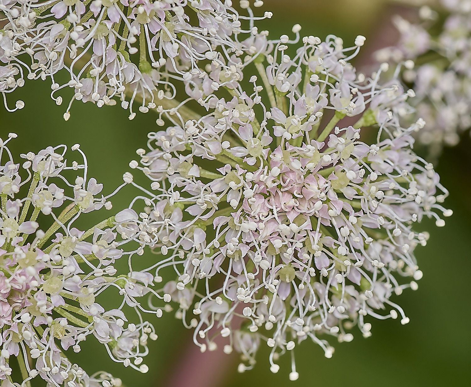 FoxleyWoodAngelica280724-2