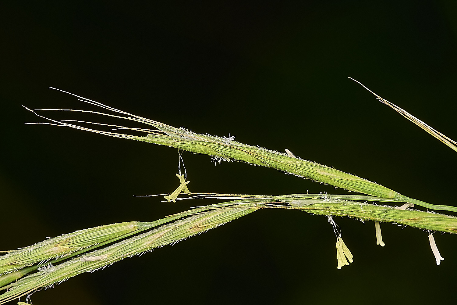 FoxleyWoodBrachypodium280724-2