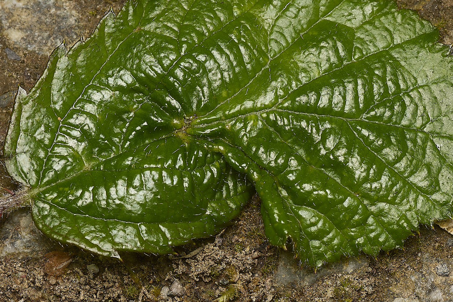 FoxleyWoodBramble280724-1