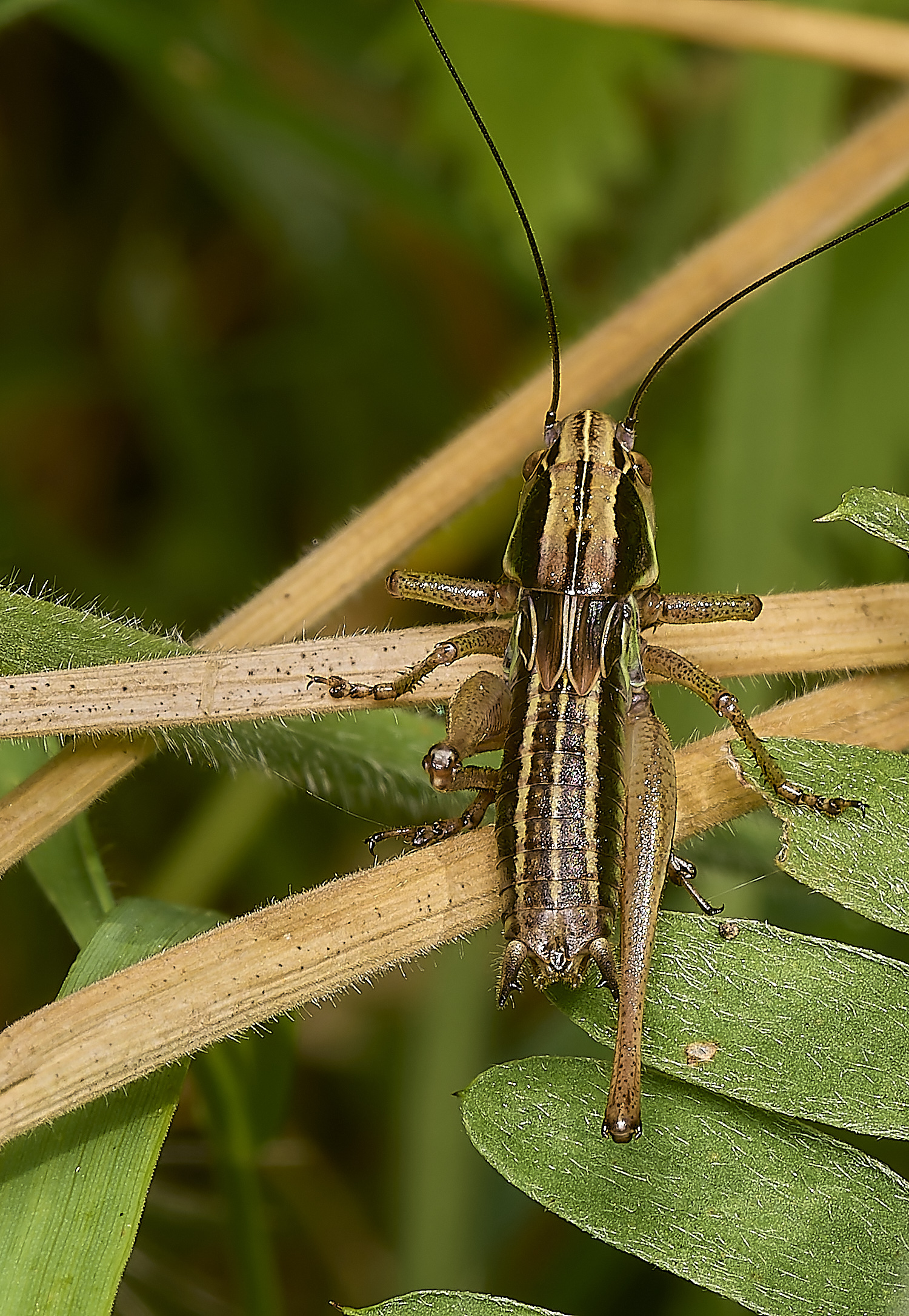 FoxleyWoodBushCricket280724-1