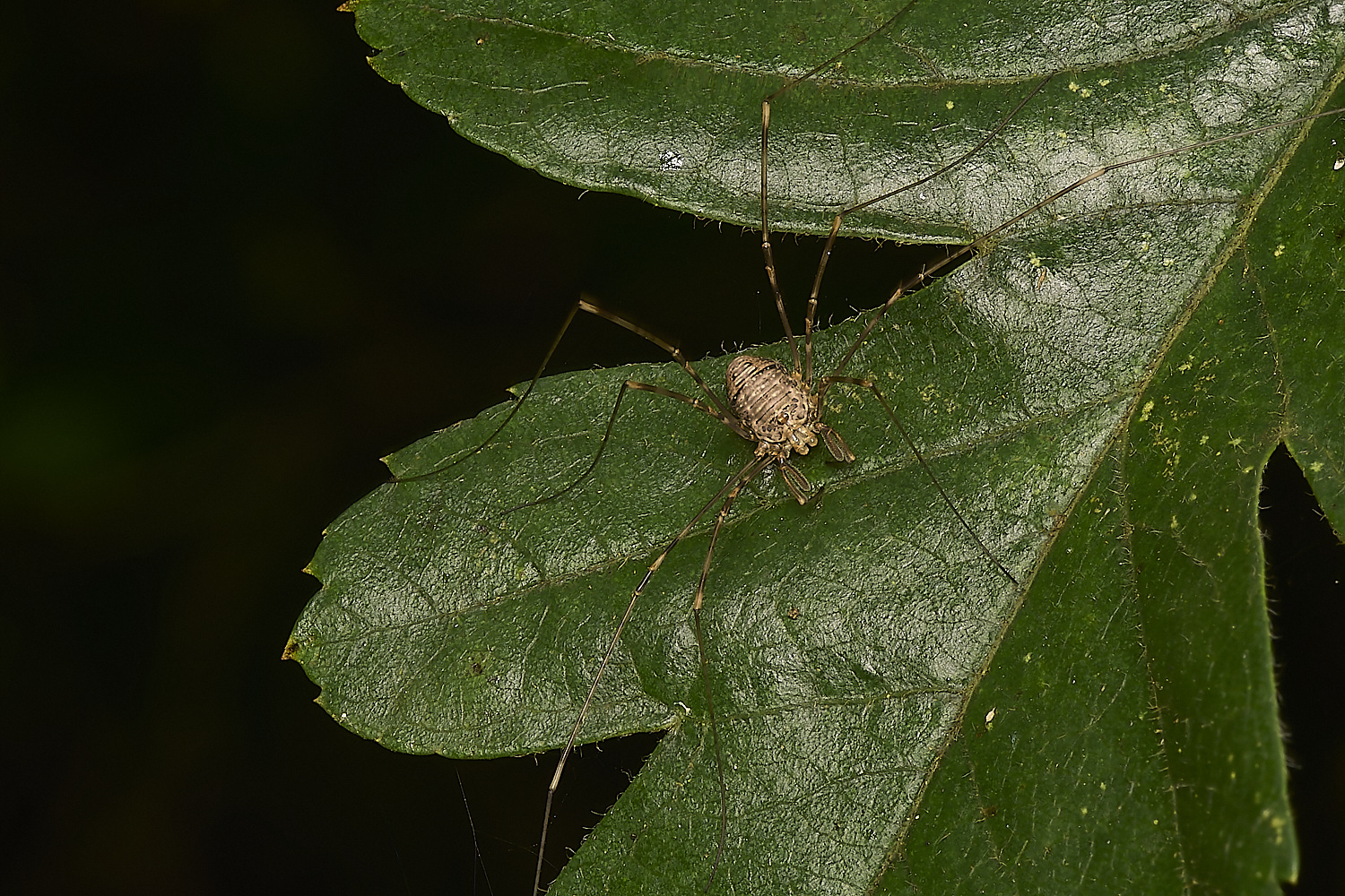 FoxleyWoodHarvestmen280724-3