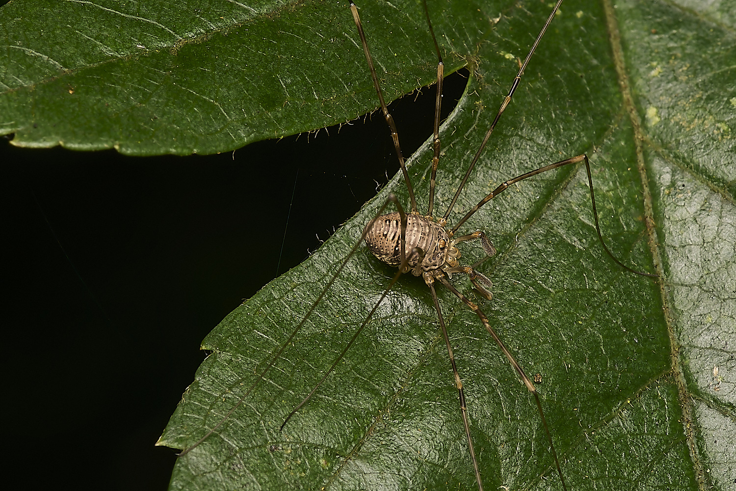 FoxleyWoodHarvestmen280724-4