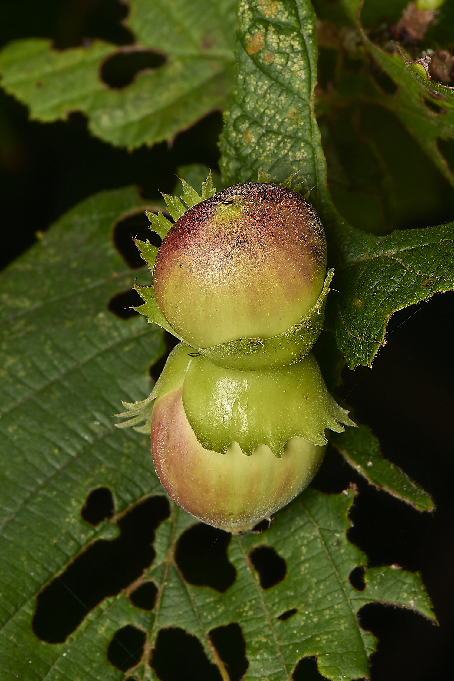 FoxleyWoodHazelNuts280724-1