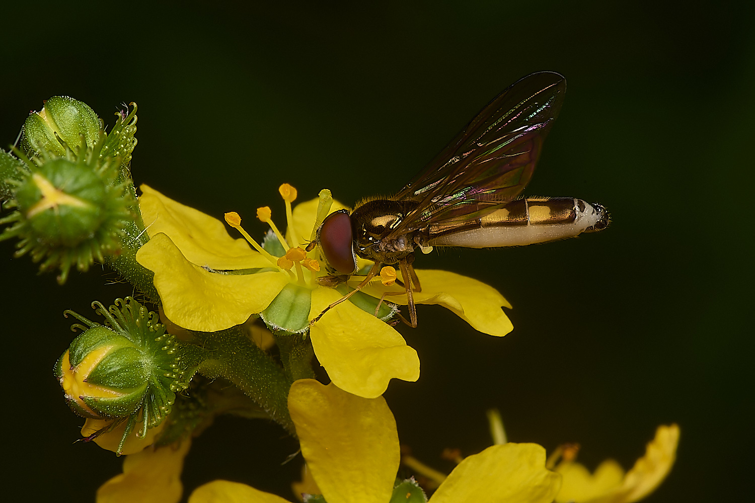 FoxleyWoodHover280724-1