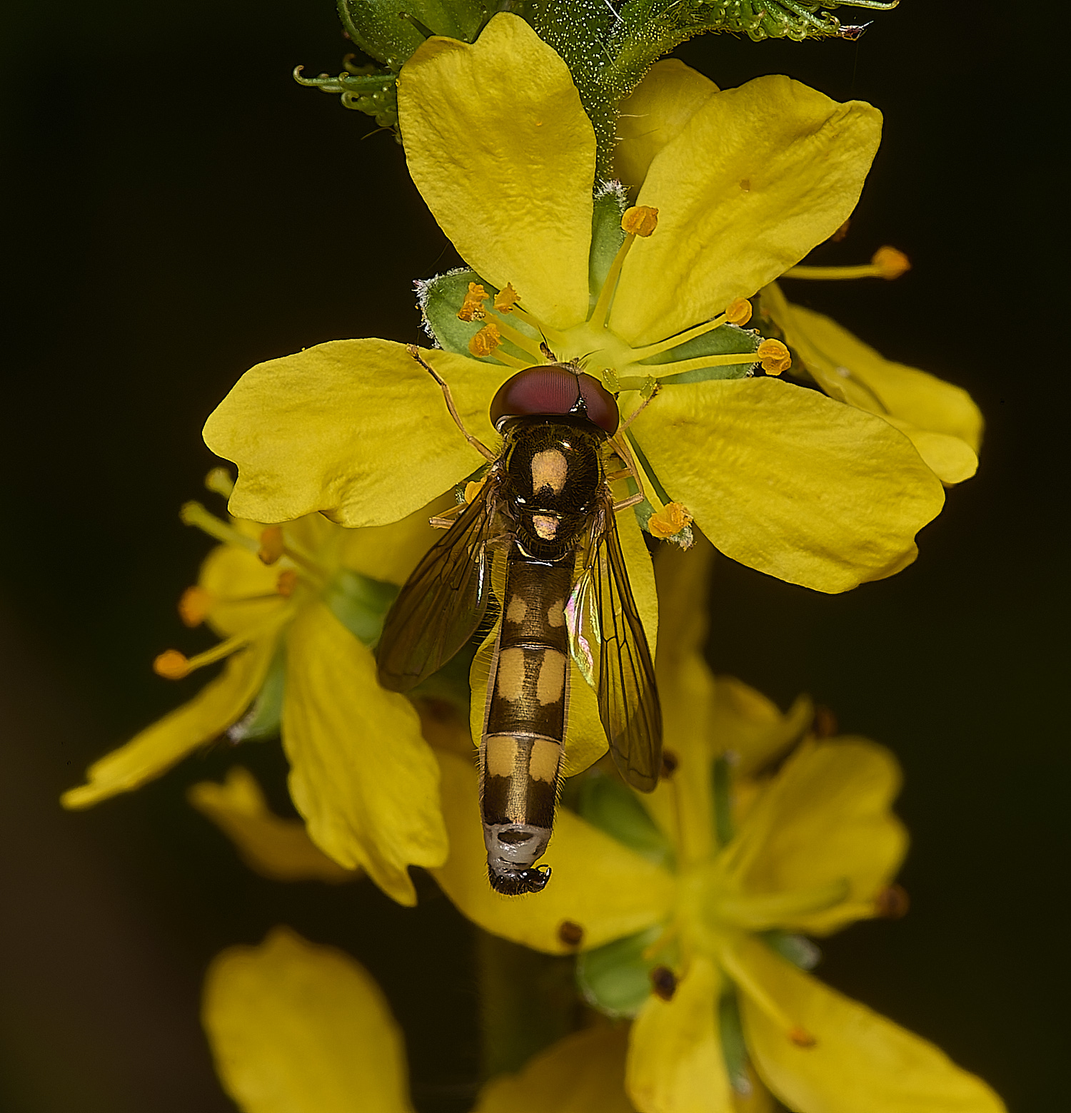 FoxleyWoodHover280724-2