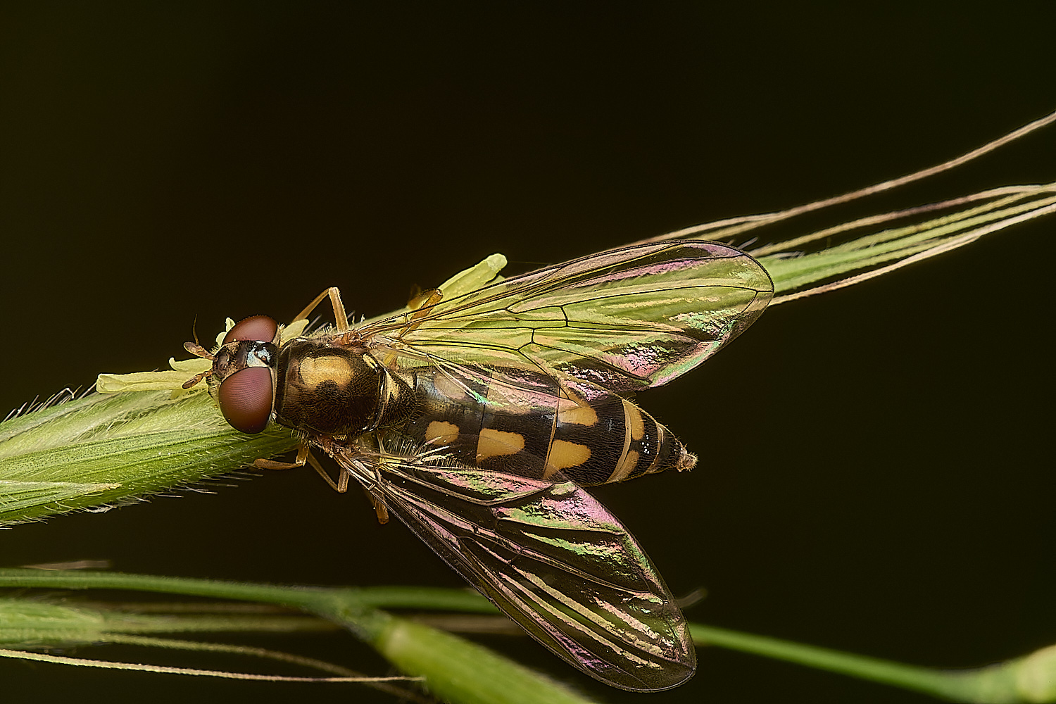 FoxleyWoodHover280724-3