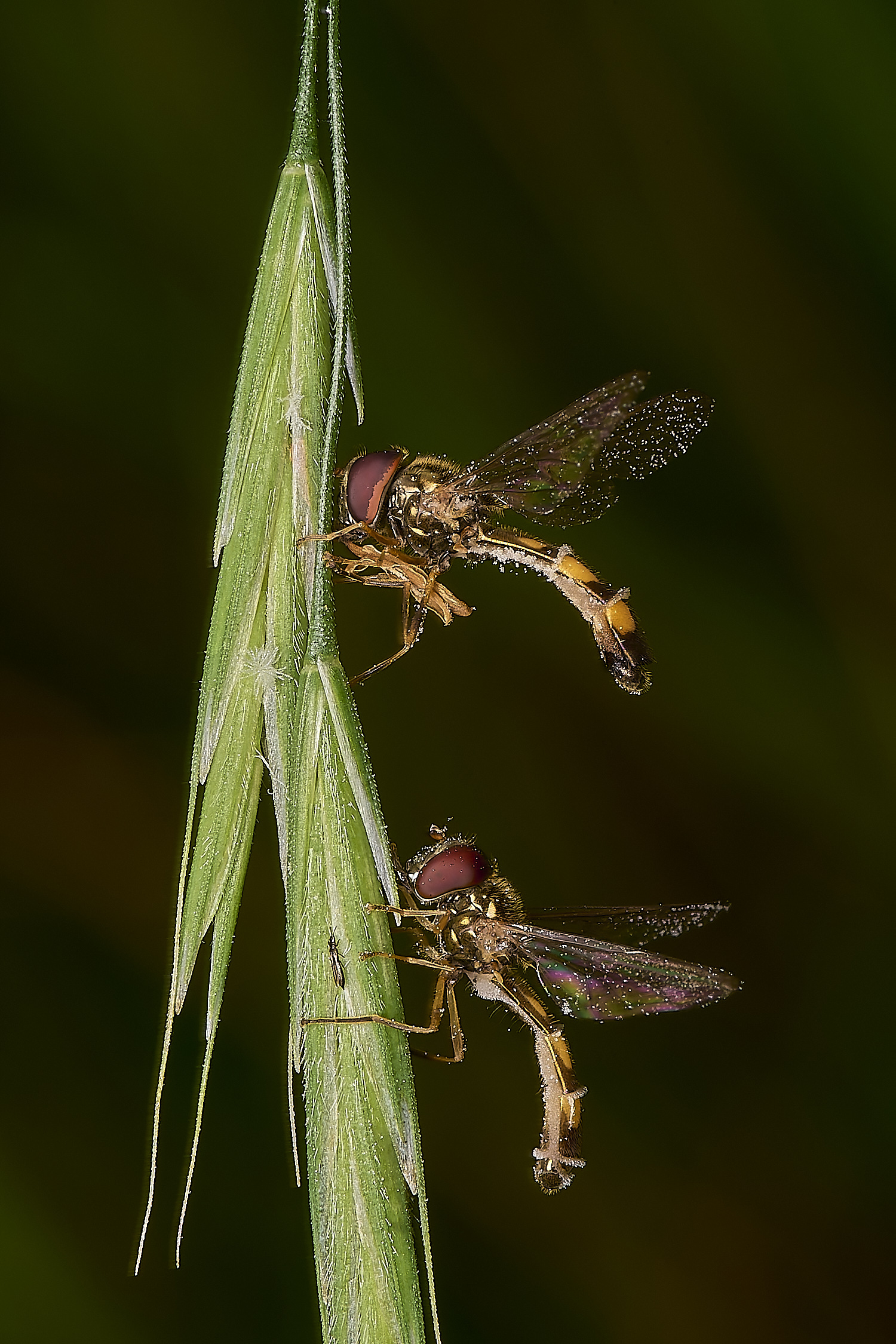 FoxleyWoodHover280724-6