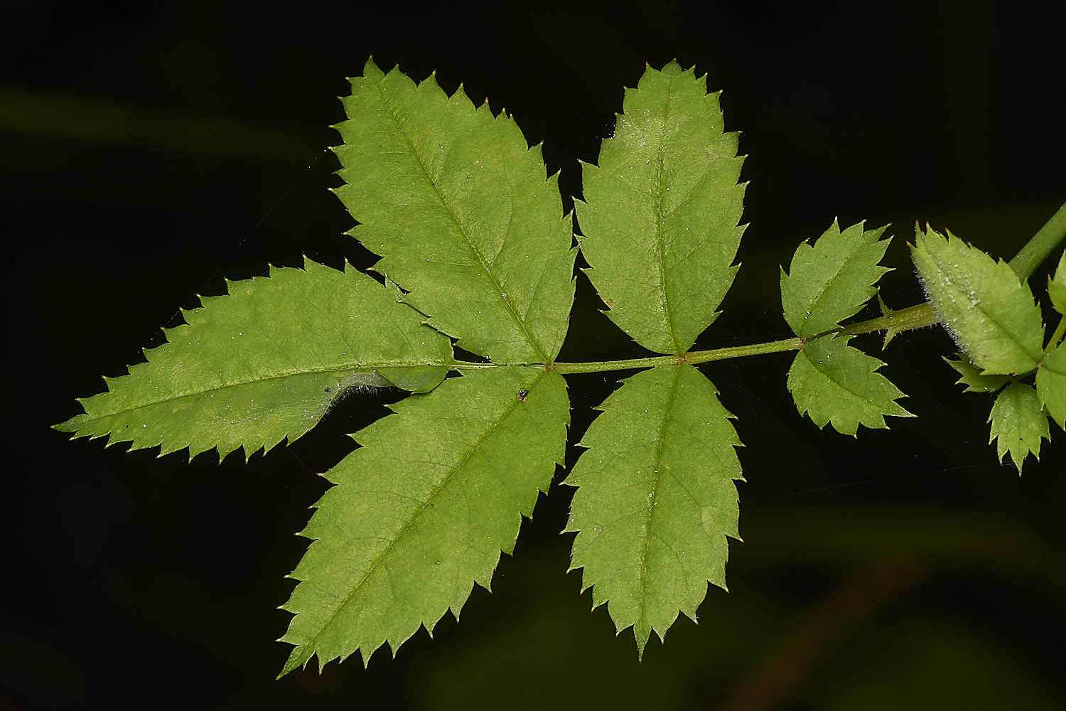 FoxleyWoodRoseLeaf280724-1