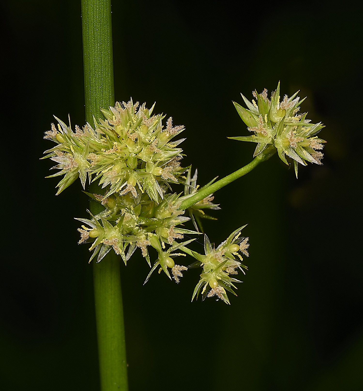 FoxleyWoodRush2280724-1