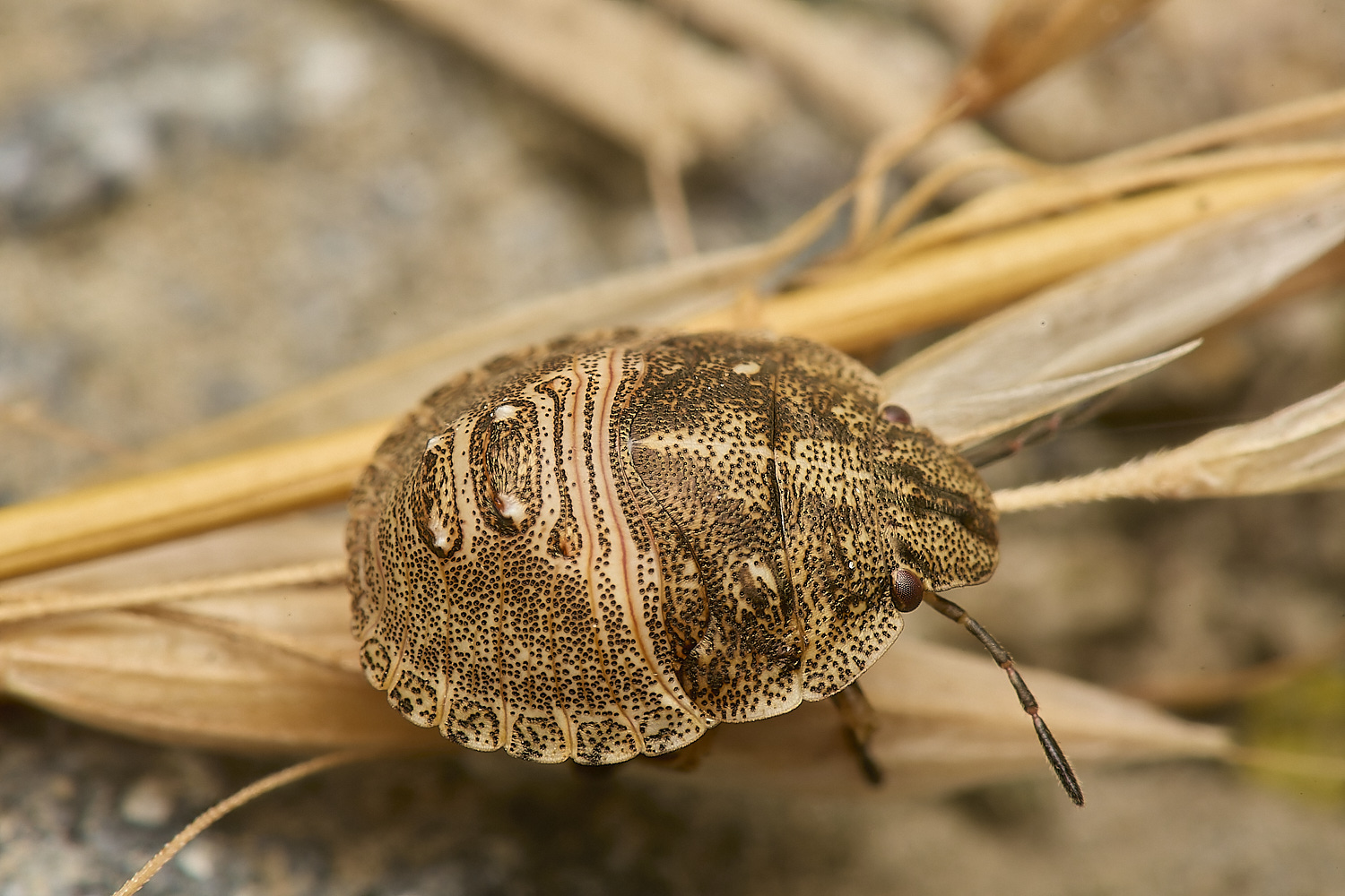 FoxleyWoodShieldBug289724-1