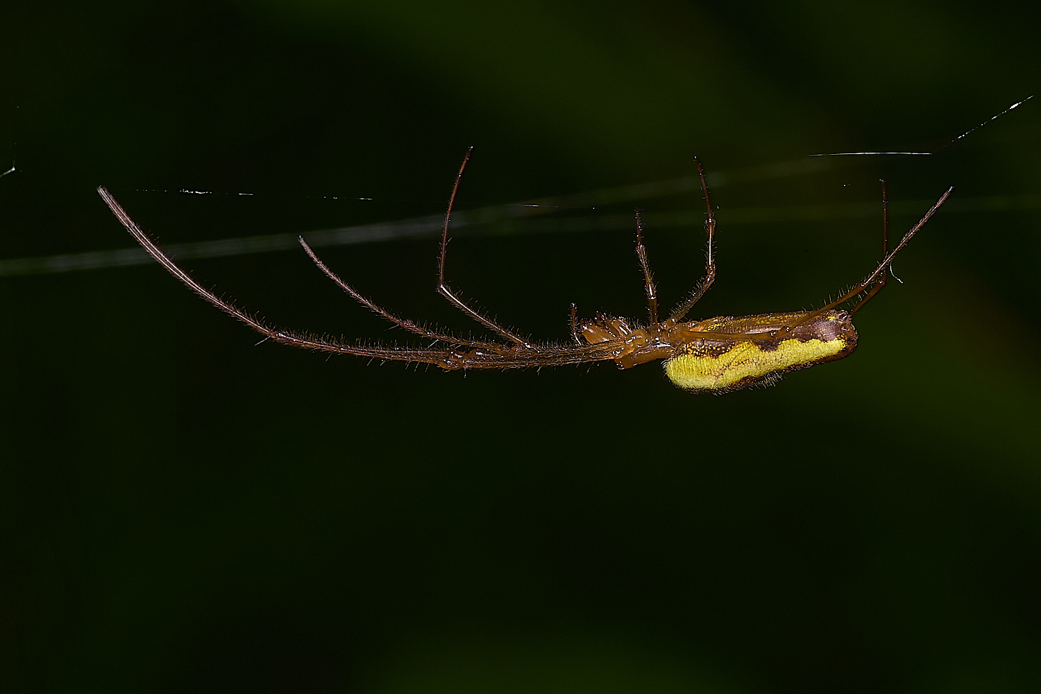 FoxleyWoodSpider280724-1