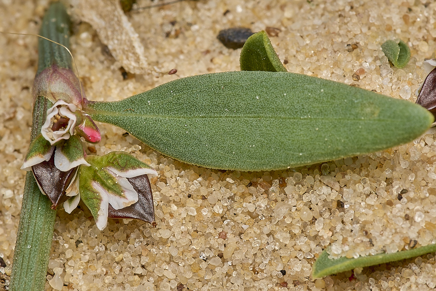 GreatYarmouthRay&#39;sKnotgrass190724-10