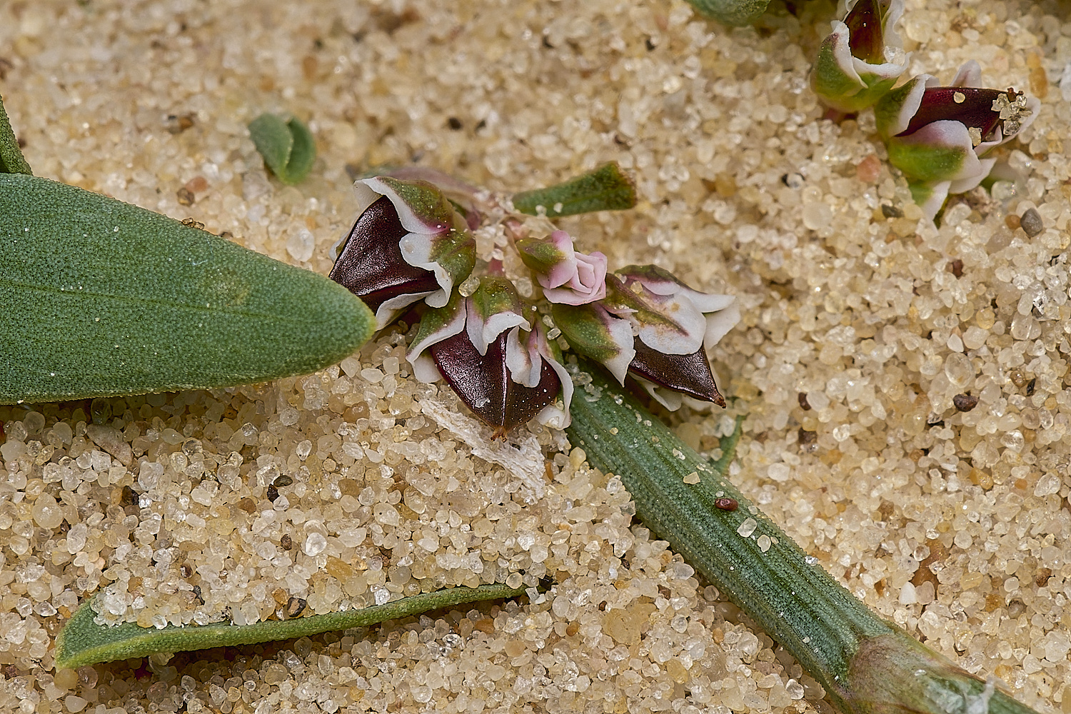 GreatYarmouthRay&#39;sKnotgrass190724-11