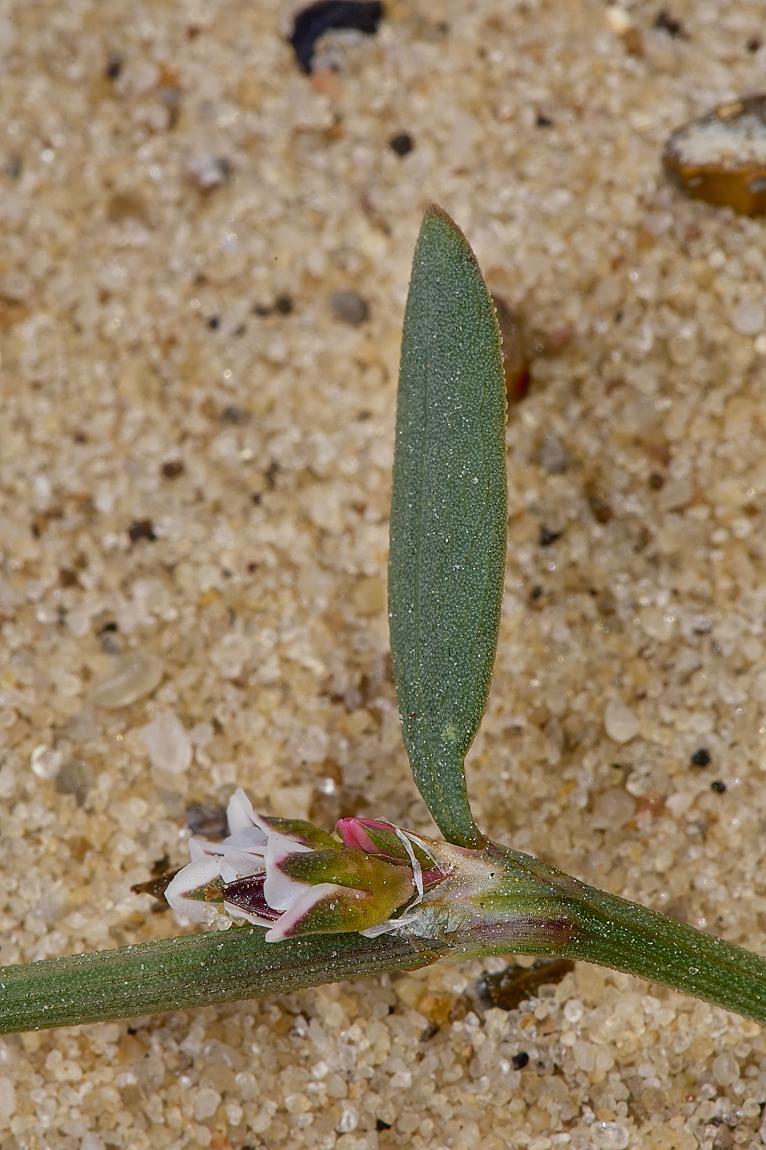 GreatYarmouthRay&#39;sKnotgrass190724-12