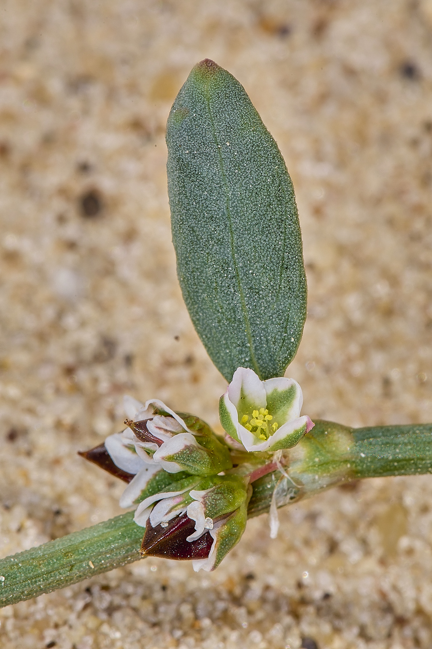 GreatYarmouthRay&#39;sKnotgrass190724-13