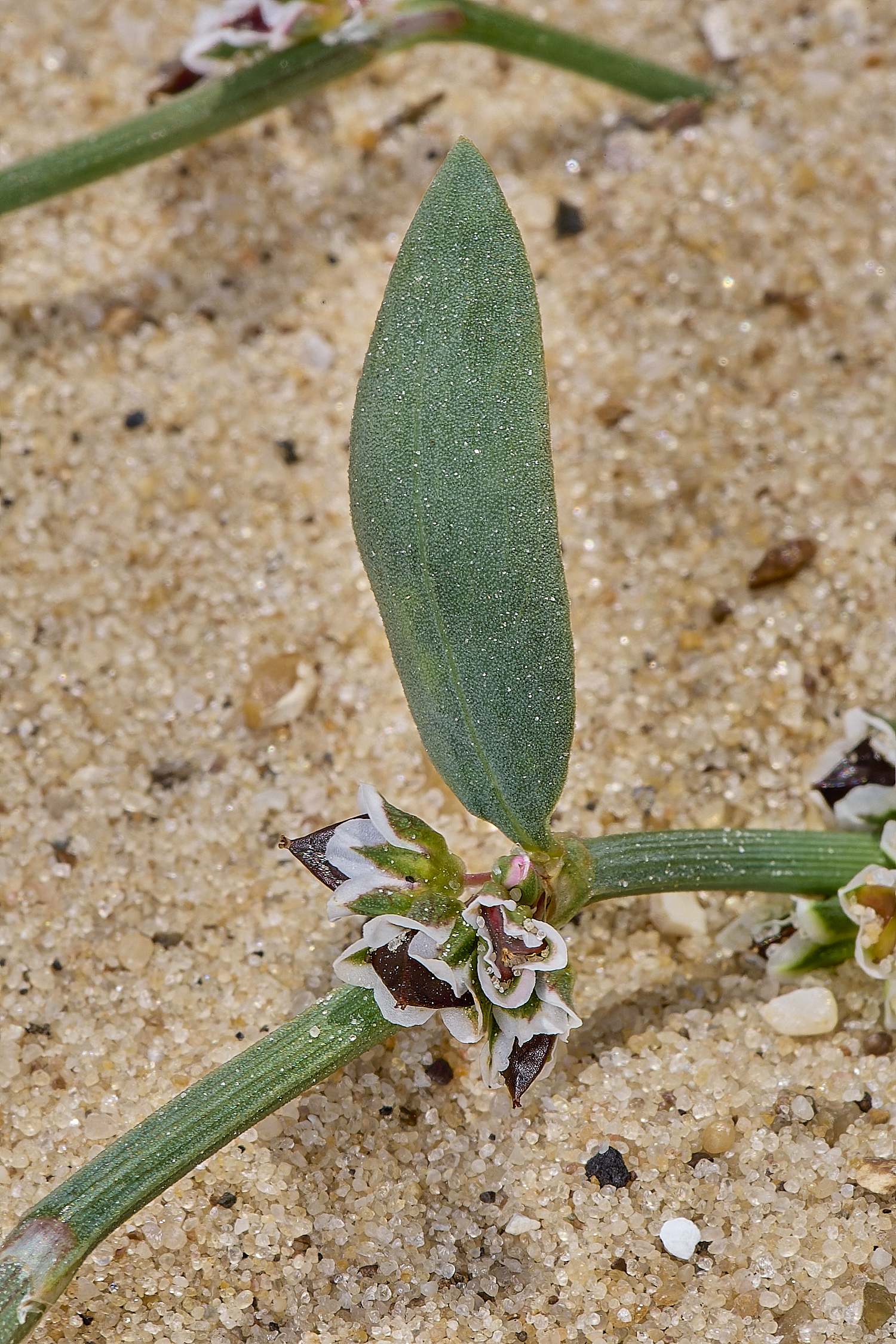 GreatYarmouthRay&#39;sKnotgrass190724-14