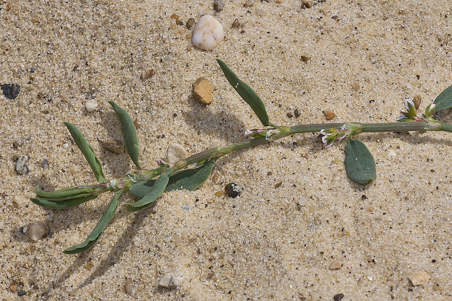 GreatYarmouthRay&#39;sKnotgrass190724-15