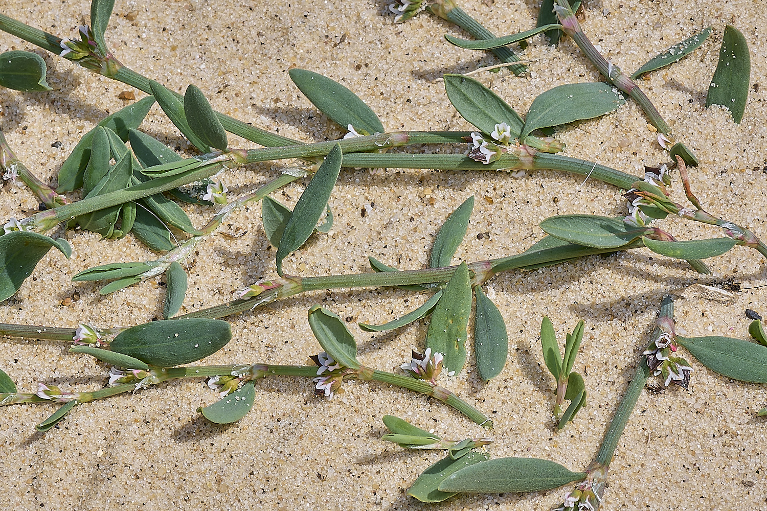 GreatYarmouthRay&#39;sKnotgrass190724-16