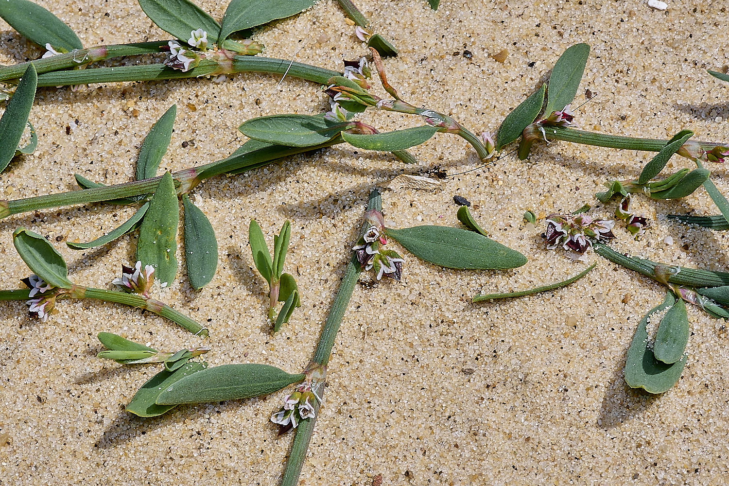 GreatYarmouthRay&#39;sKnotgrass190724-17