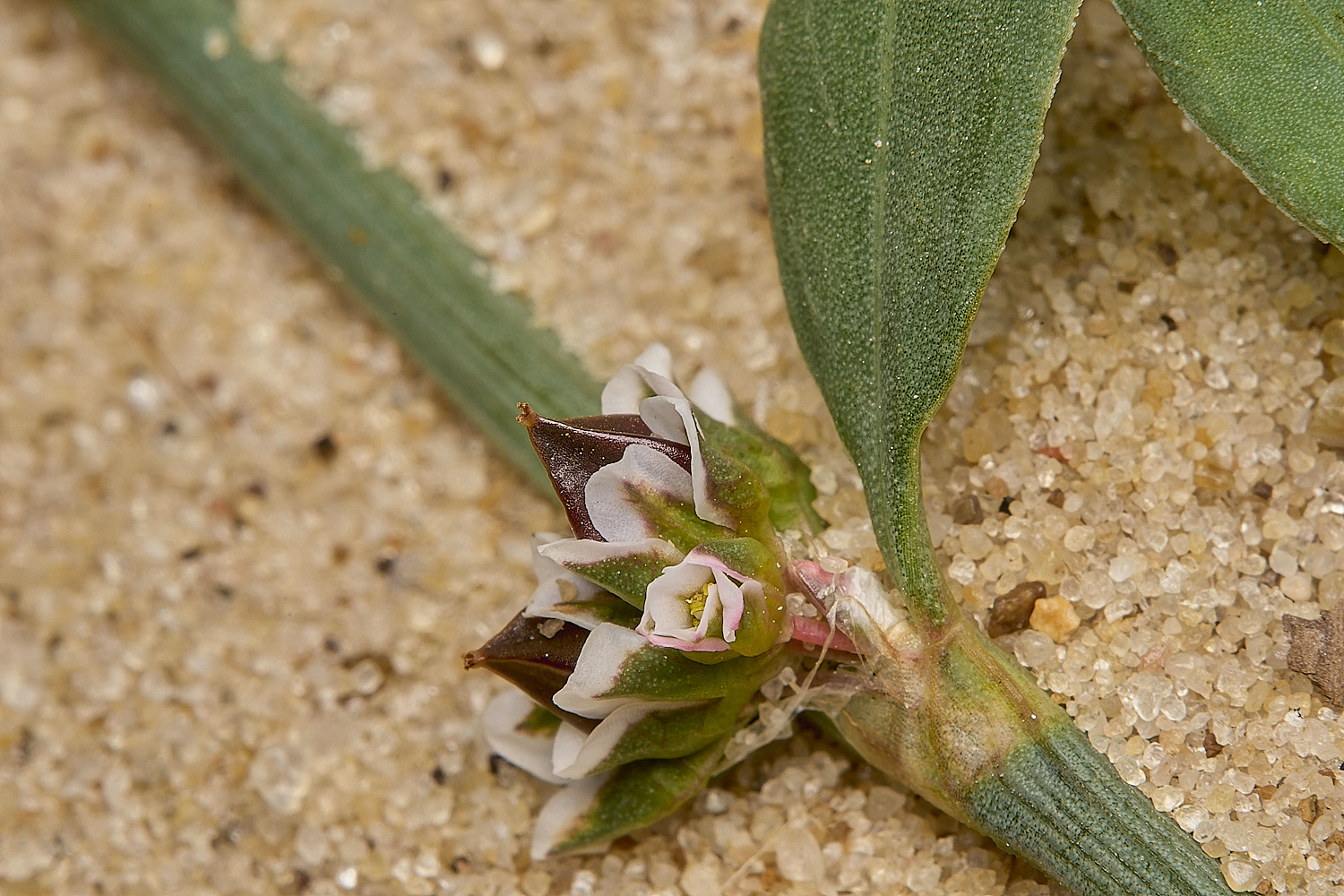 GreatYarmouthRay&#39;sKnotgrass190724-18