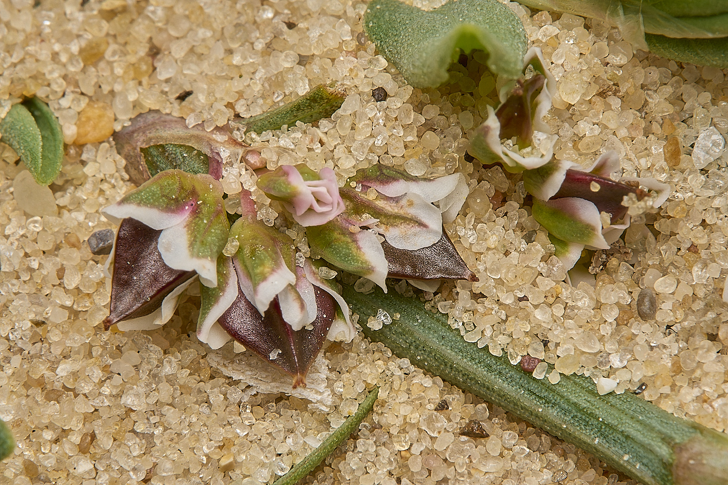 GreatYarmouthRay&#39;sKnotgrass190724-19