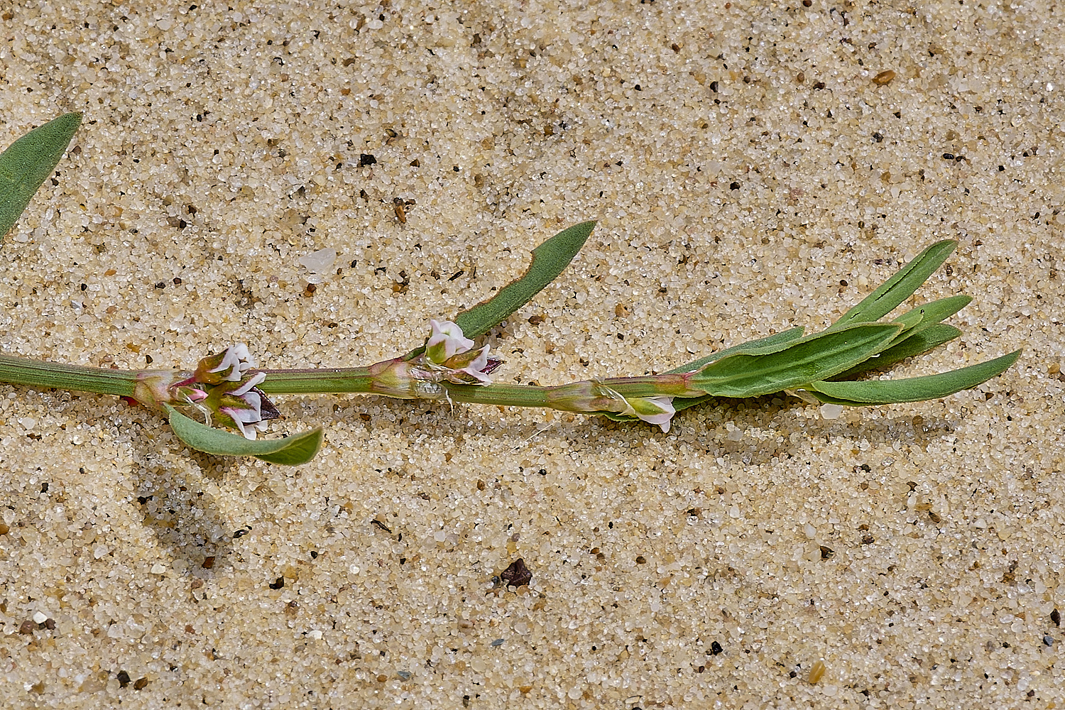 GreatYarmouthRay&#39;sKnotgrass190724-20