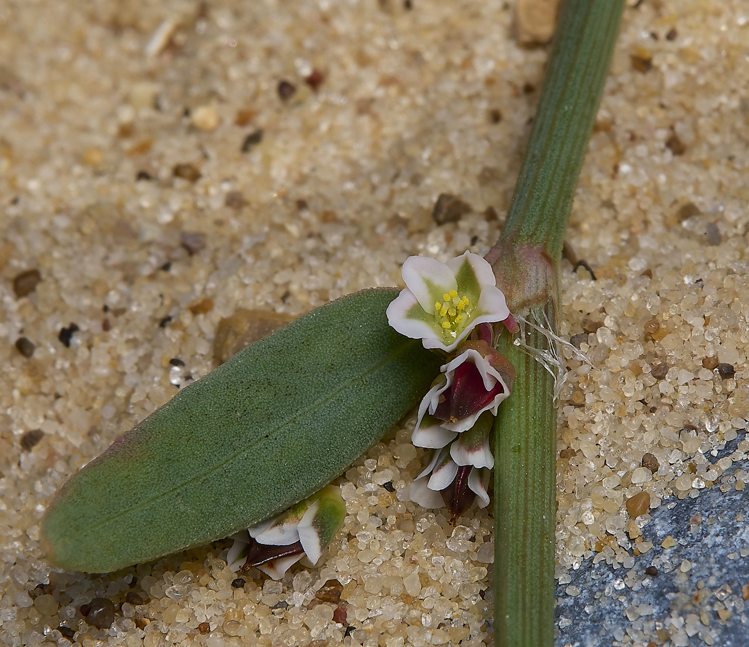 GreatYarmouthRay&#39;sKnotgrass190724-21