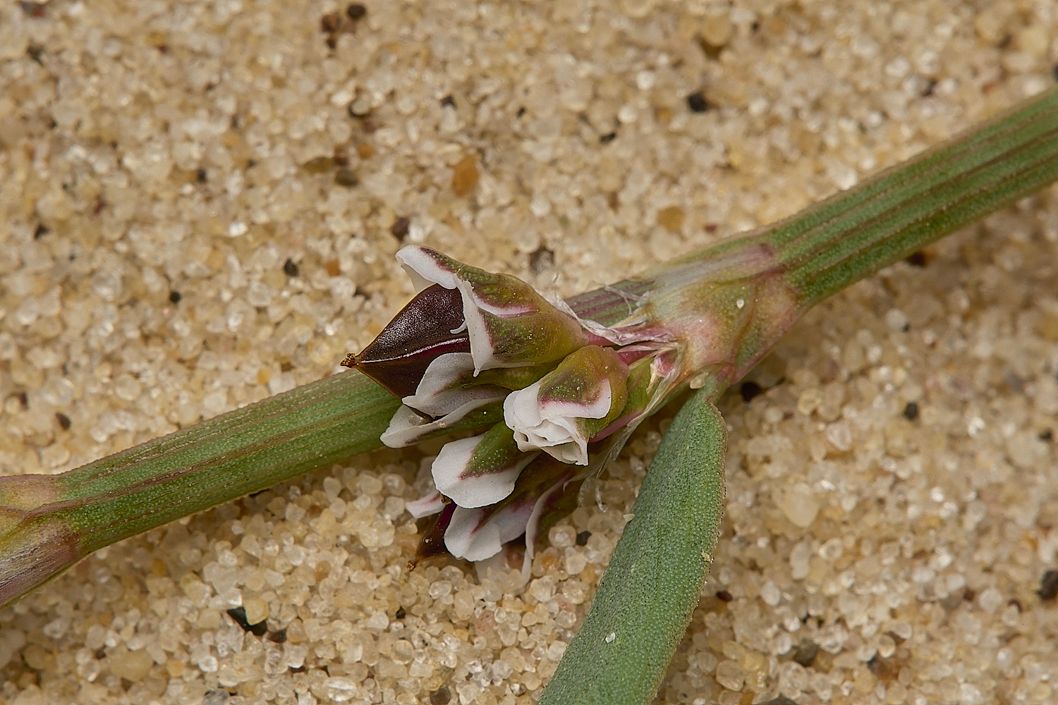 GreatYarmouthRay&#39;sKnotgrass190724-22